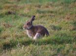 Irish hare - Ulster Wildlife Trust